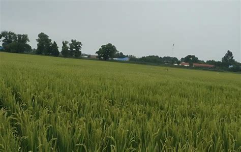 水稻每公顷产量是多少公斤？ - 农业种植网