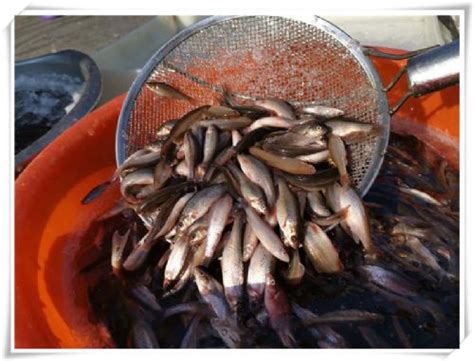 重庆东平水产养殖有限公司，淡水鱼养殖繁育，鱼苗批发