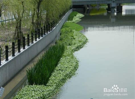 人工浮岛净化水体污水处理水面绿化湿地造景技术-百度经验
