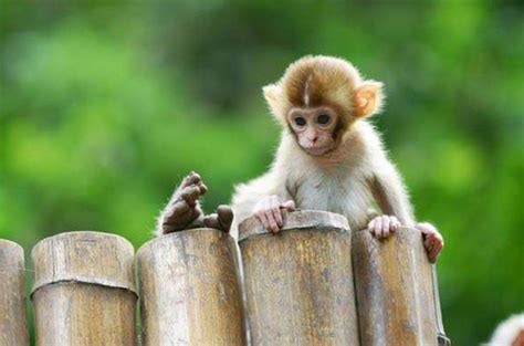 科学网—【猿猴家书故事会】十一小长假，我们去看猴子吧！ | 第5讲 - 张鹏的博文