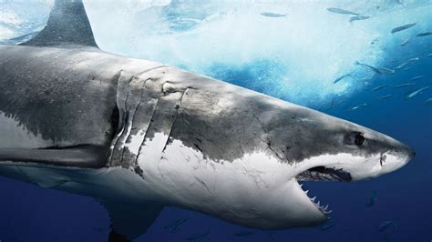 《巨齿鲨》影评：这个暑期最令人不寒而栗的深海惊魂_手机凤凰网