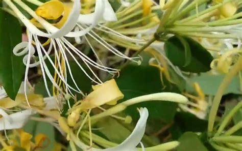 四季金银花种植技术及病害防治 - 蜜源植物 - 酷蜜蜂