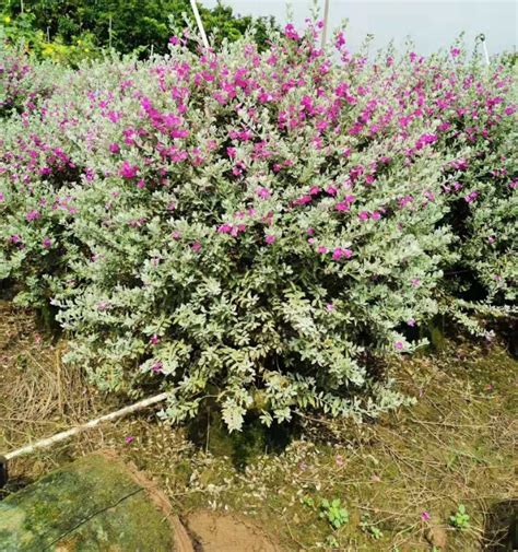 玉芙蓉图片
