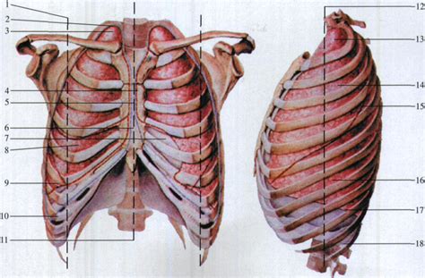 图154 胸膜及肺的体表投影(前面观及左侧面观)-基础医学-医学