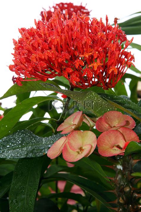 金金桶仙人掌花园多刺绿色植物沙漠荆棘肉质高清图片下载-正版图片320638323-摄图网