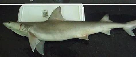 食人鲨鱼真的存在吗？3分钟揭秘大白鲨“吃人”现象背后的原因