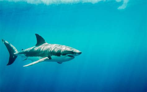 鲨鱼,银唇角鲨,鱼胸鳍,礁鲨,巴布亚新几内亚,在下面,水,鲸鲨,留白,水平画幅摄影素材,汇图网www.huitu.com
