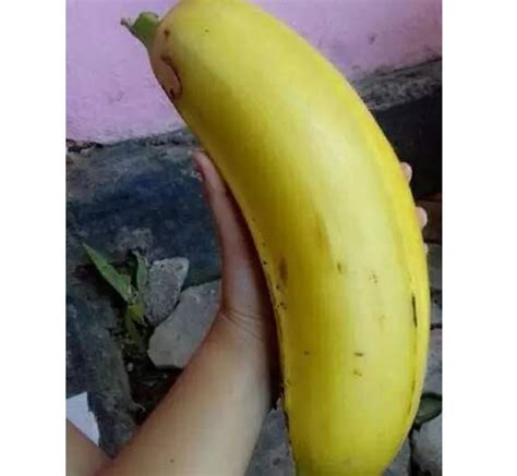 香蕉的种类,香蕉的品种图,香蕉分为6大种类_大山谷图库