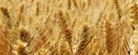小麦亩产多少斤，哪些小麦品种产量高？- 理财技巧_赢家财富网