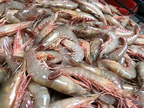 菜市场买虾，如何分辨海虾和养殖虾？老渔民告诉你区别，原来如此_对虾