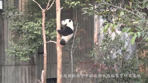 大熊猫爱爬树