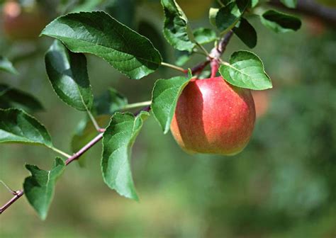 坚持1年每天吃一个苹果 看看你的身体会怎样 — 水果百科吧