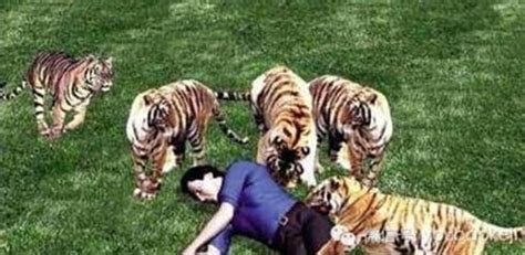 北京两游客遭老虎袭击1死1伤 动物园猛兽区下车_新闻频道_中国青年网