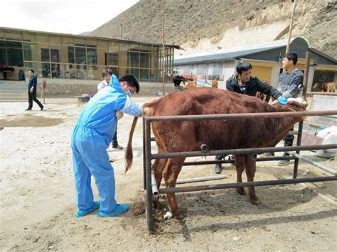 甘南州畜牧工作站2020年牛胚胎移植工作全面启动-甘南藏族自治州科学技术局