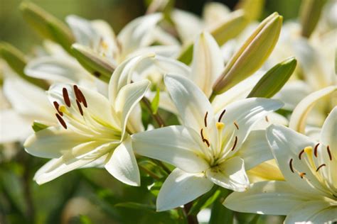 百合花如何养护？百合花的养植方法和注意事项是什么？-绿宝园林网