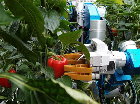 智慧农业:履带式果蔬采摘机器人_智能化_发展_生产