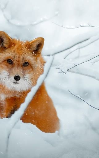手机壁纸(狐狸)图片