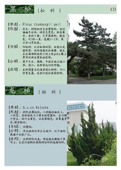 刻在树木上的名字高清图片下载_红动中国