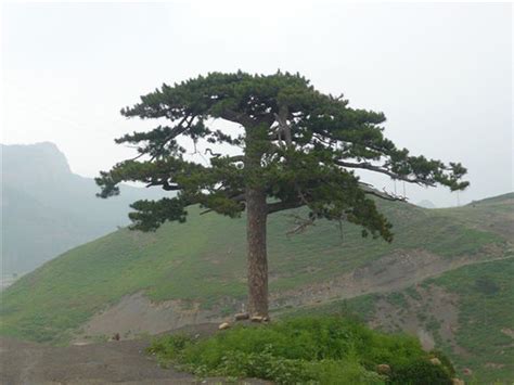 松树的种类有哪些（盘点中国十大松树的种类） – 碳资讯