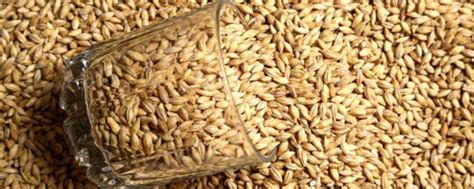 生麦芽的功效与作用 生麦芽的禁忌 - 天奇生活