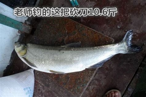 钓鱼人出海博大物，几十斤的大鱼，钓起来真过瘾！_凤凰网视频_凤凰网