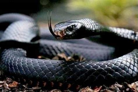 黑蛇养殖技术 养殖黑蛇_黑蛇_毒蛇网