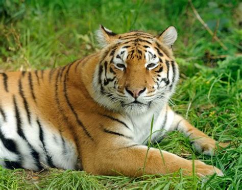 老虎寿命最长几年（25%老虎活不过20年，3次劫难虎一生必须经历） | 说明书网