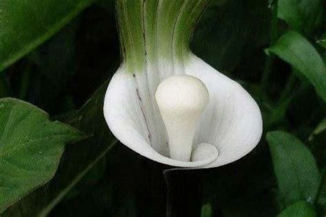 奇奇怪怪的花,奇奇怪怪的植物,奇葩花图片_大山谷图库
