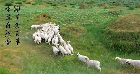 【聚焦宁夏九大重点产业】“羊”如何成为乡村振兴大产业_产教互联
