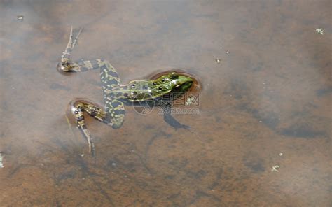 野生动物青蛙高清图片下载-正版图片307756247-摄图网