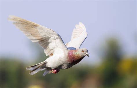 德州市民捡到一只信鸽 一查竟是天津的_德州新闻_德州大众网