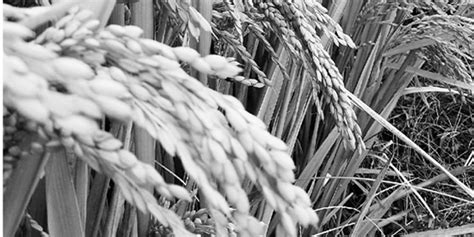 水稻单季亩产多少斤,一亩水稻亩产多少斤,水稻亩产量_大山谷图库