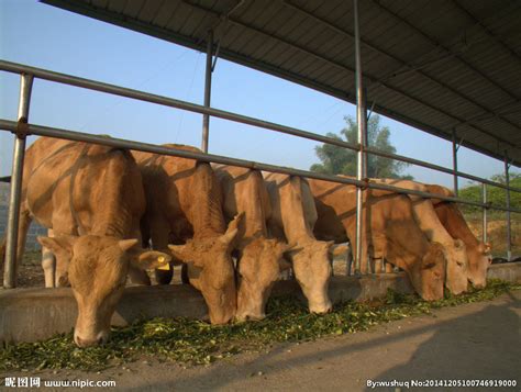 参观比利时蓝白花肌肉牛场，看到各种年龄段的牛牛们|比利时|牛|牛生_新浪新闻