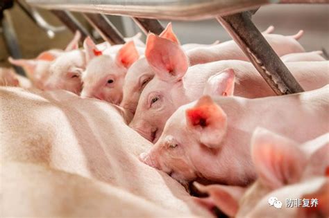 母猪多胎高产的方法，首先需选择优质种猪 | 农人网
