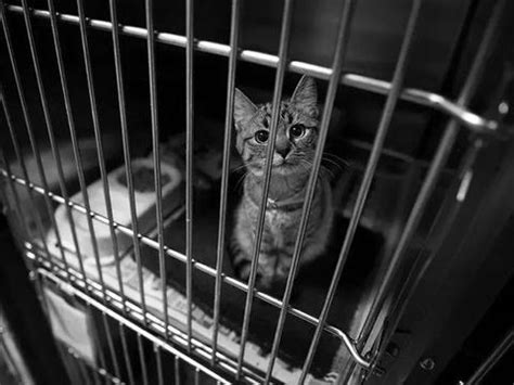 猫咪能一直养在笼子里吗？看上去是保护，其实是在“慢性虐猫”！|猫咪|笼子|猫_新浪新闻