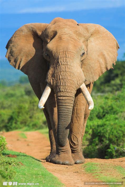 求爱的大象图片-两只求爱的大象素材-高清图片-摄影照片-寻图免费打包下载