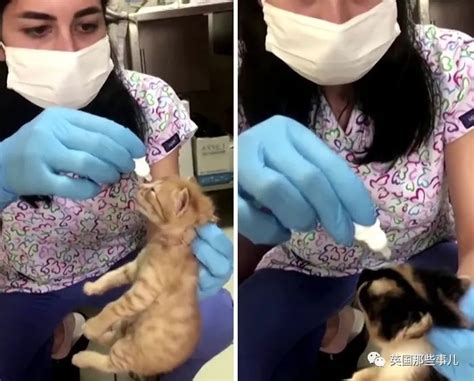 猫疫苗怎么打多久一次（10个关于猫咪疫苗的知识科普） - 胖萌舍宠物网