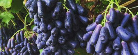 各种葡萄的图片及名称,各种葡萄图片大全,葡萄108品种图片_大山谷图库