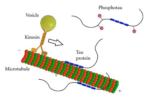 简述蛋白质二级结构的种类和特点