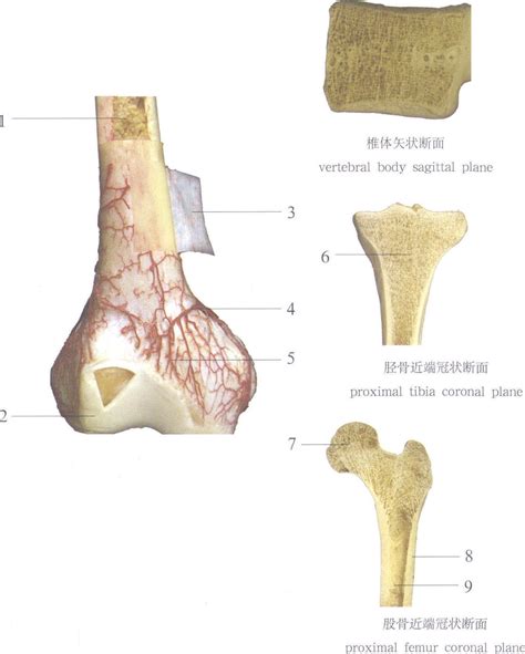 头骨骨骼结构-生理结构图,_医学图库