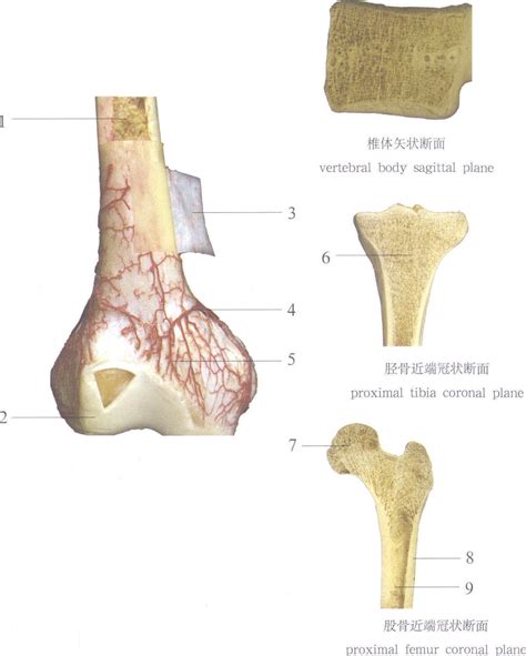 图1-3 骨的形态构造-骨科临床解剖学-医学