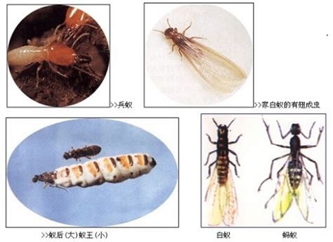 东莞白蚁防治公司推荐使用挖蚁巢断蚁路的方法【卫城白蚁公司】