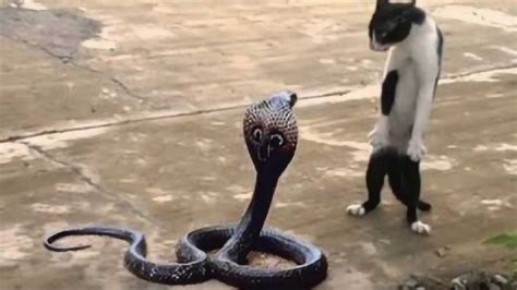 猫咪为何不怕毒蛇？看到猫抓蛇的过程，瞬间震惊的目瞪口呆