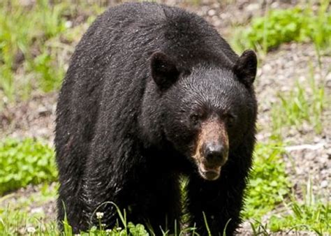美国新泽西州大学生行山惨遭黑熊咬死 - 神秘的地球 科学|自然|地理|探索