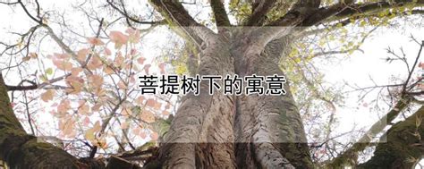 菩提树是什么树，附生长习性和价值作用 - 农敢网
