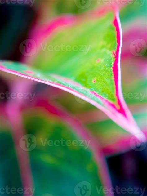 Beautiful color on leaf of Aglaonema 