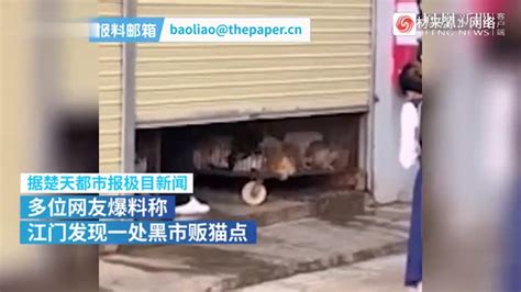 广东江门一处贩猫黑窝点曝光，警方介入调查_凤凰网视频_凤凰网