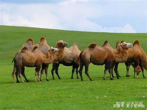「骆驼/CAMEL品牌」骆驼/CAMEL是哪个国家的品牌-什么档次，怎么样-排行榜123网
