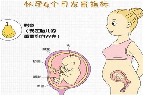 怀孕4个月胎儿图片可爱（怀孕4个月胎儿很可爱，胎儿在什么位置胎动最多？孕妇都说在这里） | 说明书网