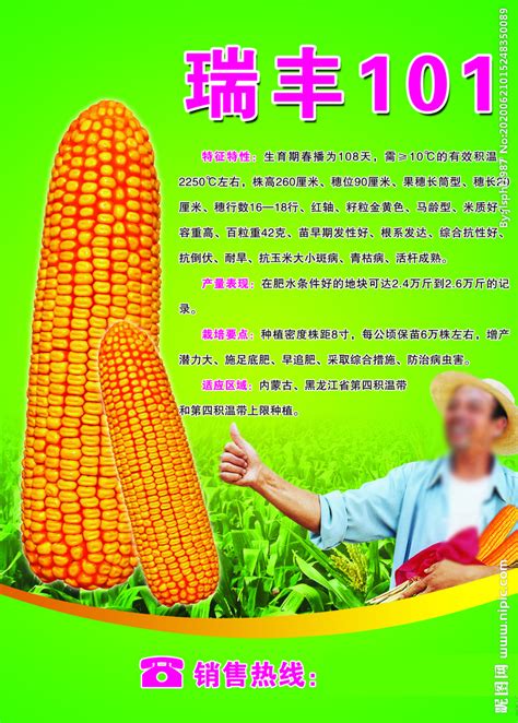 玉米种子DM单设计图__DM宣传单_广告设计_设计图库_昵图网nipic.com
